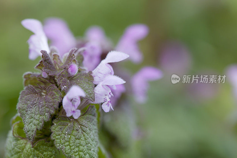 红色死虫(Lamium purpureum)